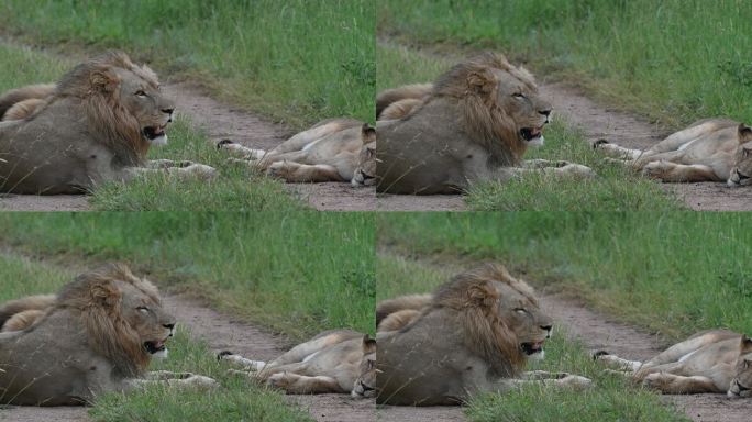 雄狮在雌狮旁边休息和睡觉的骄傲
