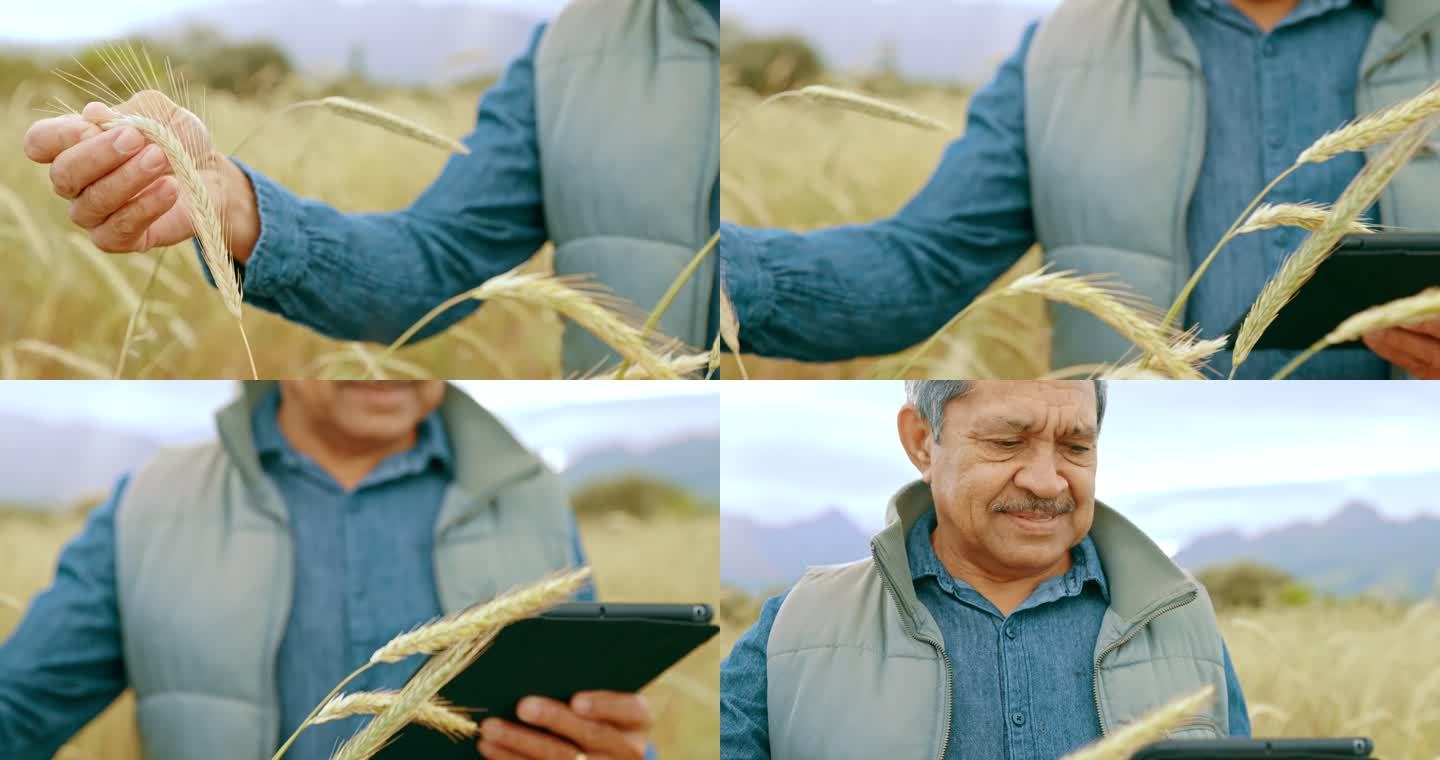 一名高级男子在小麦农场工作时使用数字平板电脑的4k视频片段