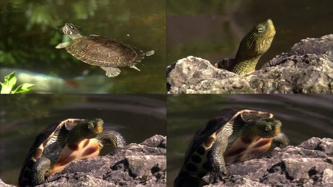 池塘里的乌龟爬上岸