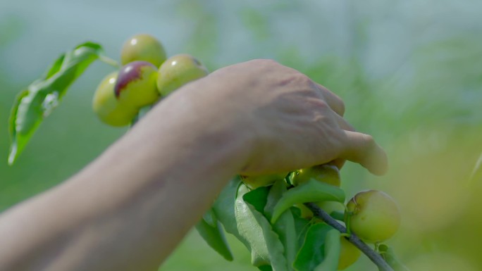 大棚科学种植灌溉水果冬枣智慧有机农业蔬菜