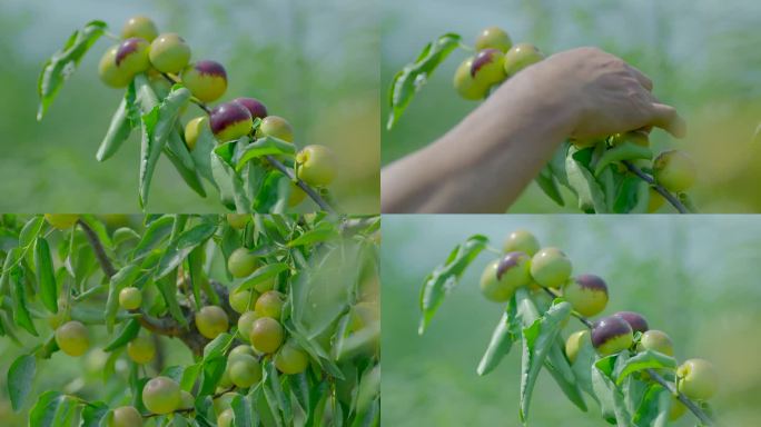 大棚科学种植灌溉水果冬枣智慧有机农业蔬菜