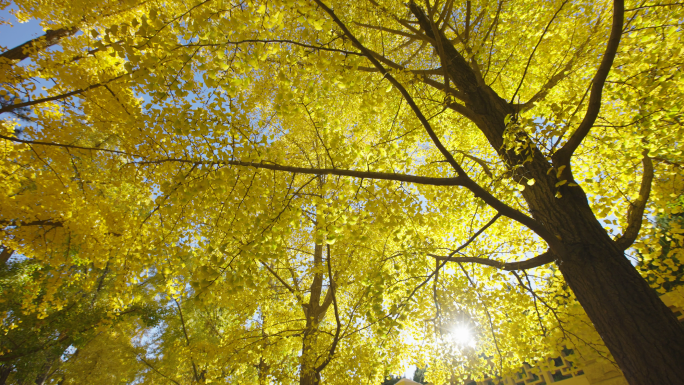 秋天、秋季银杏叶、秋色、金黄色叶子、黄叶