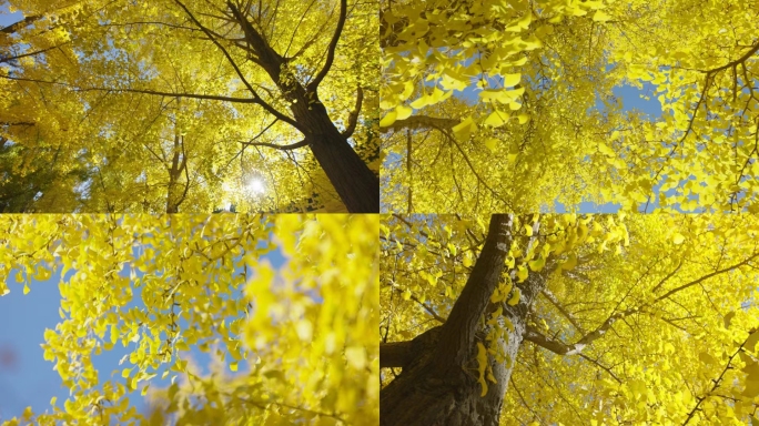 秋天、秋季银杏叶、秋色、金黄色叶子、黄叶