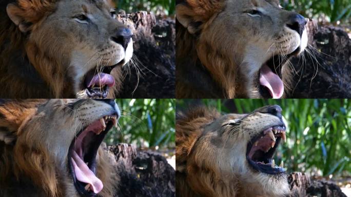 狮子打哈欠雄狮子吼叫非洲狮动物园