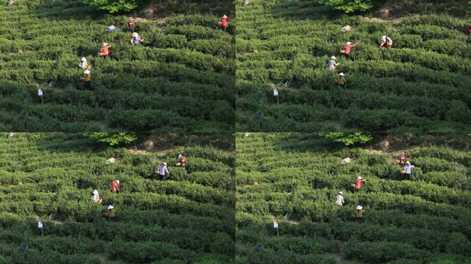 采茶 女工 茶山 茶叶