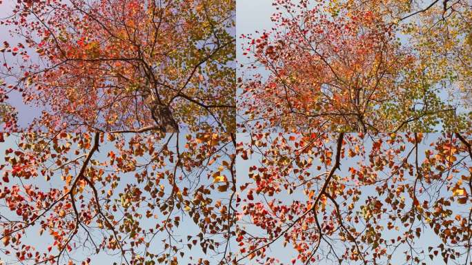 秋天的乌桕树红叶树