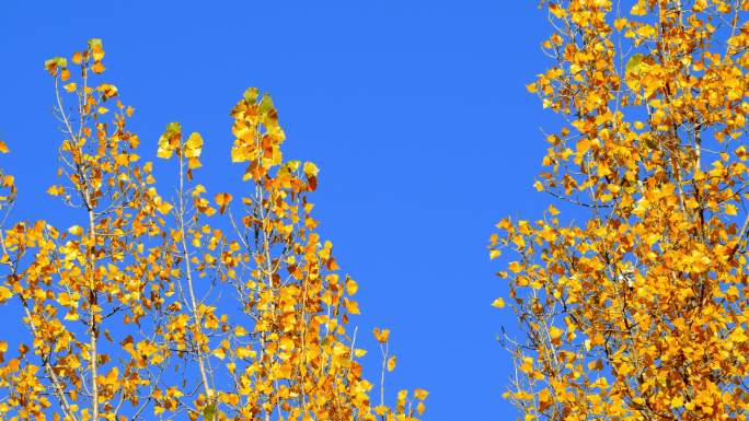深秋-湛蓝与金黄（2）-色彩浓郁的素材
