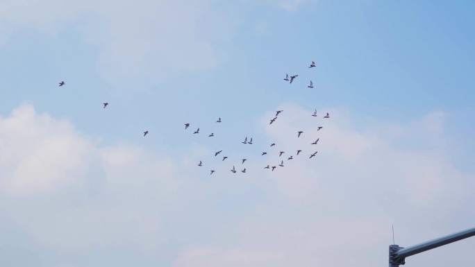 一群鸽子飞过别墅区蓝天鸽子飞翔翱翔蓝天