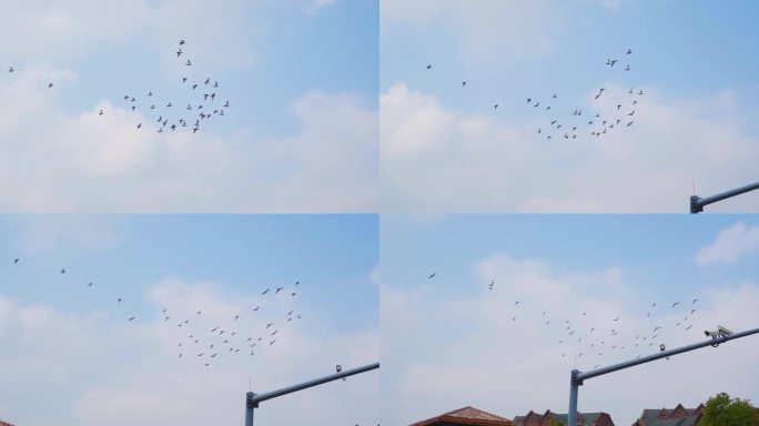 一群鸽子飞过别墅区蓝天鸽子飞翔翱翔蓝天