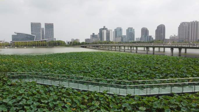 扬州明月湖荷花塘