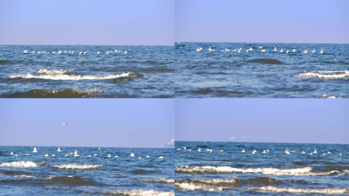 一队掠海飞行的海鸥追拍慢动作