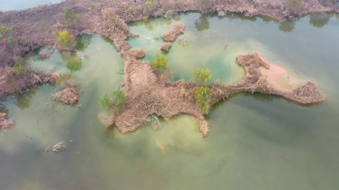 渭河湿地