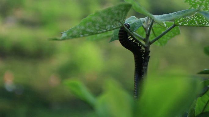 叶子 蜈蚣 植物