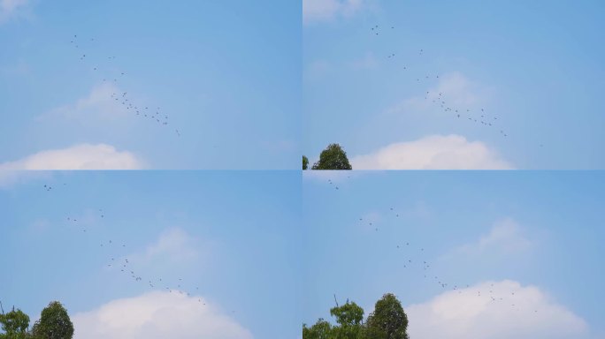 一群鸽子飞过屋顶城市鸽子蓝天鸽子飞过白云