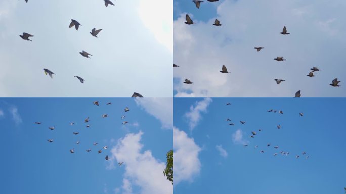 一群鸽子飞过蓝天白云白鸽起飞蓝天鸽子飞翔