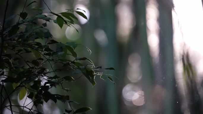 阳光下的植物