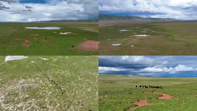 西藏聂荣县草原湿地村庄牦牛群航拍