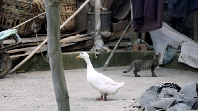 农村生物