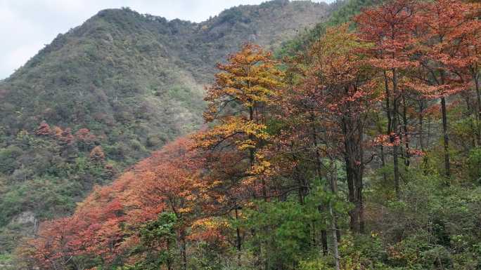 航拍江南山区秋天秋色秋景树林黄叶红叶油画