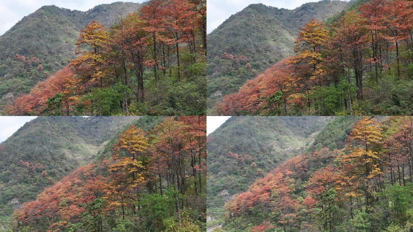 航拍江南山区秋天秋色秋景树林黄叶红叶油画