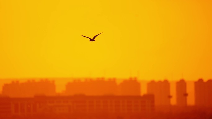 夕阳下飞翔在城市上空的小鸟