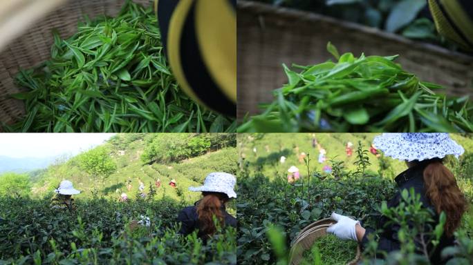 采茶 女工  茶叶