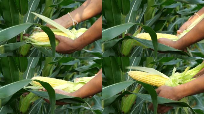 农民手工采摘成熟的玉米