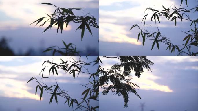 唯美意境视频画面竹叶树枝剪影