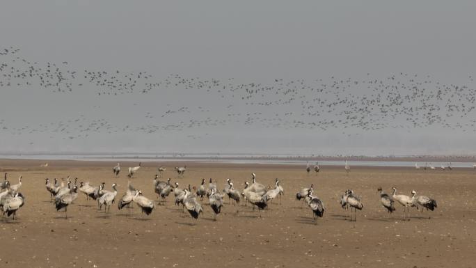 黄河湿地候鸟迁徙航拍灰鹤