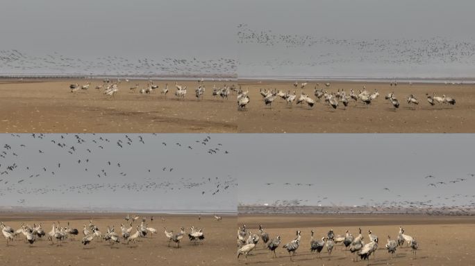 黄河湿地候鸟迁徙航拍灰鹤