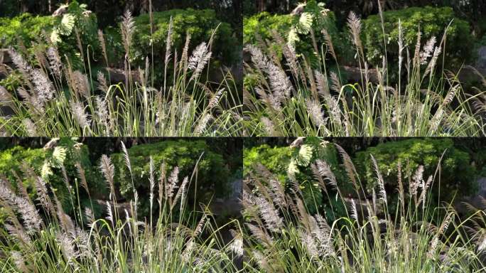 公园自然景观花草植物风光空镜实拍视频