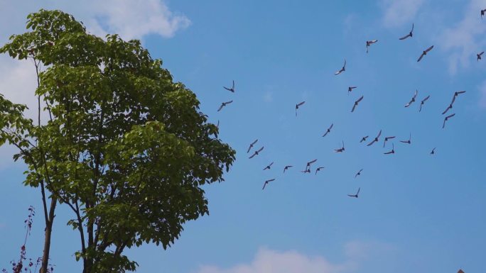 鸽子飞过树林和平鸽鸽子起飞蓝天鸽子飞翔