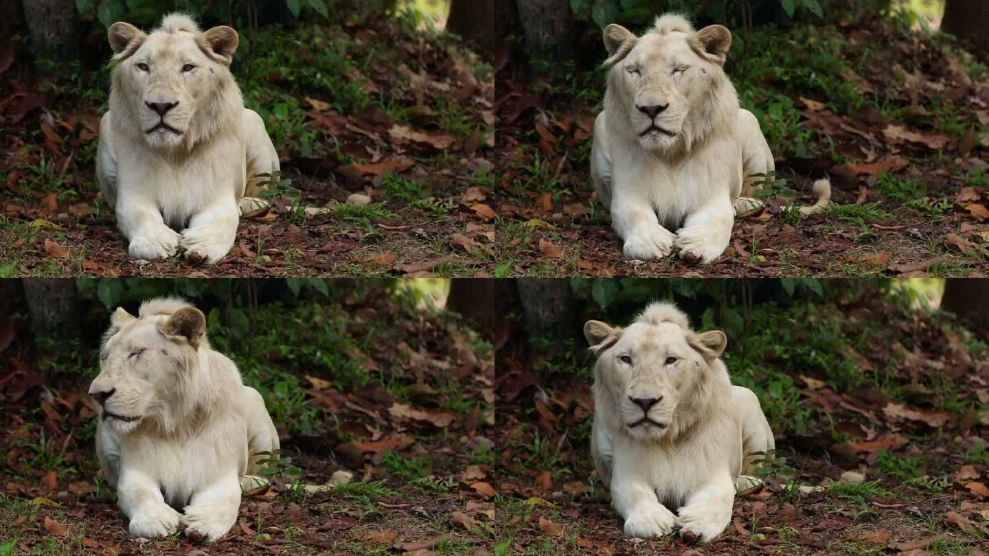 白色狮子白色狮子非洲狮草地休息