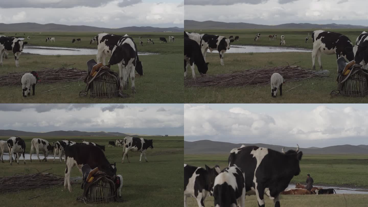 草原上放牧牛群