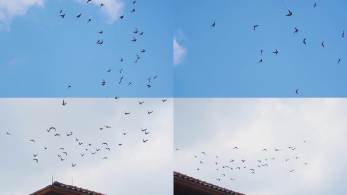 一群鸽子飞过屋檐和平鸽飞翔蓝天鸽子飞翔