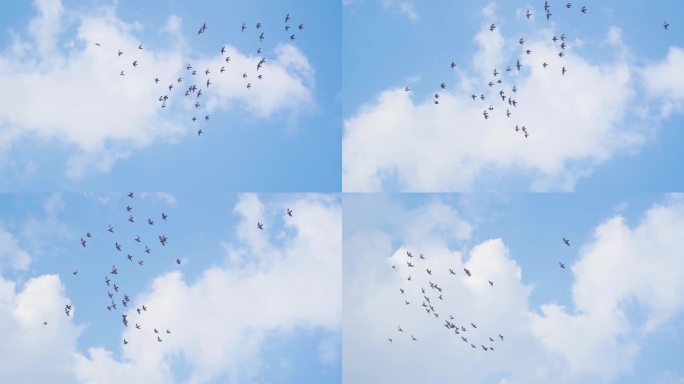 一群鸽子飞过蓝天白云鸽子飞翔和平鸽起飞