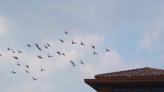 一群鸽子飞过屋檐鸽子起飞蓝天鸽子飞翔空镜