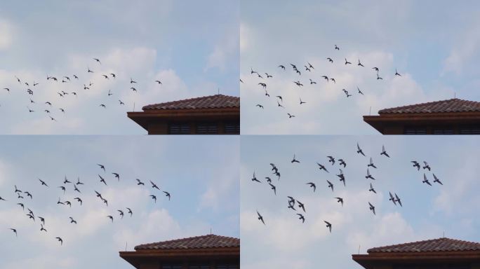 一群鸽子飞过屋檐鸽子起飞蓝天鸽子飞翔空镜