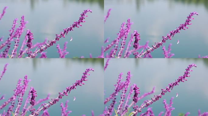 成都西湖——紫衣