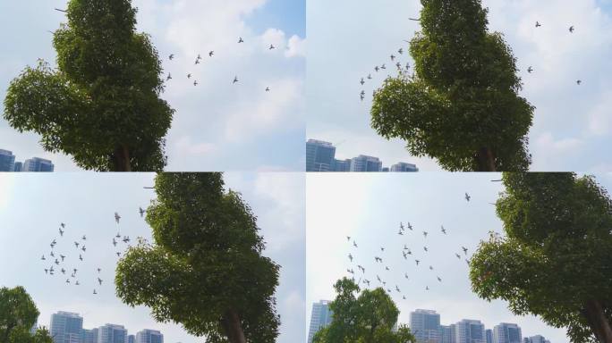 一群鸽子飞过树梢白鸽起飞蓝天鸽子飞翔空镜