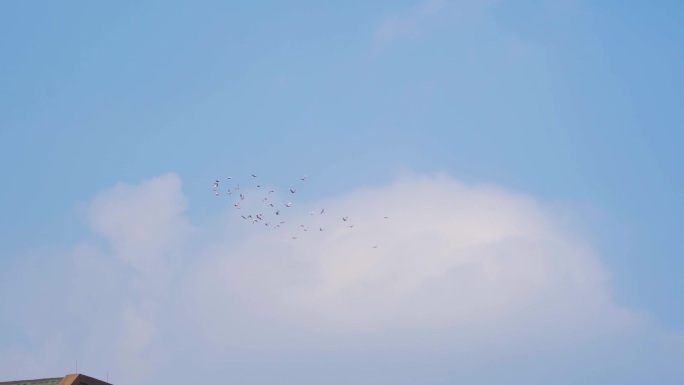 和平鸽飞过头顶蓝天鸽子飞翔鸽子翱翔天空