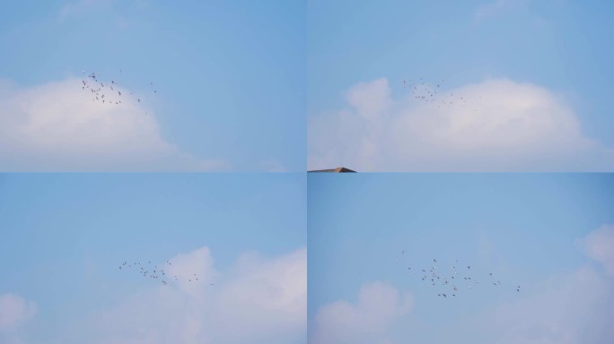 和平鸽飞过头顶蓝天鸽子飞翔鸽子翱翔天空