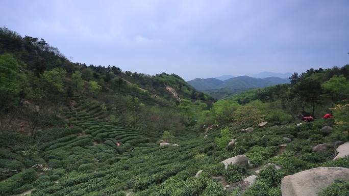 茶山 茶叶采茶 女工