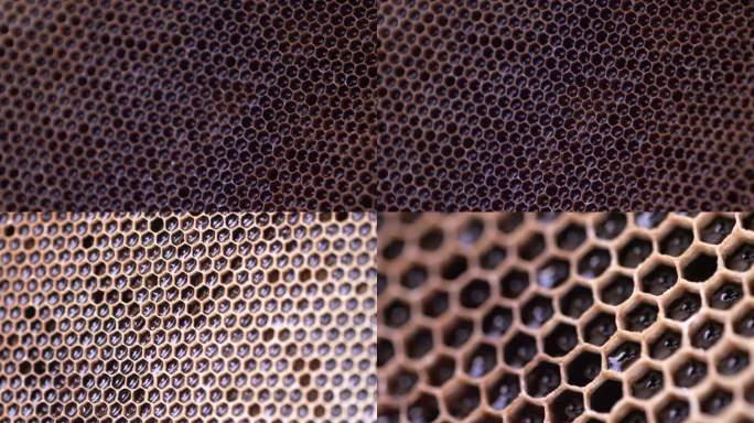 蜂巢 蜂蜜 蜜蜂