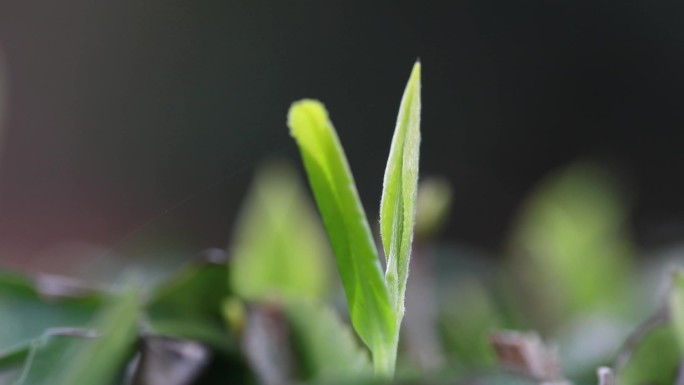 茶叶新茶 明前茶 谷雨茶 一芽一叶