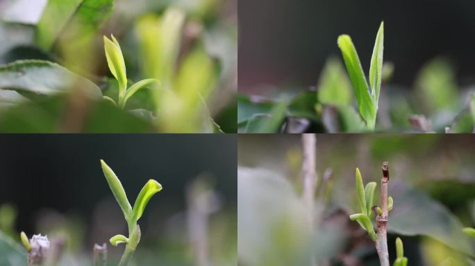 茶叶新茶 明前茶 谷雨茶 一芽一叶