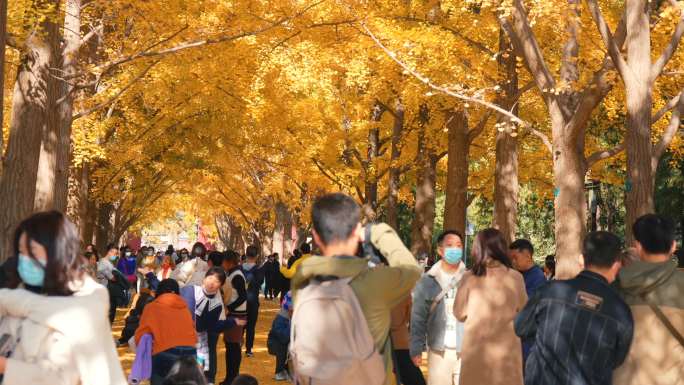 北京地坛公园银杏实拍