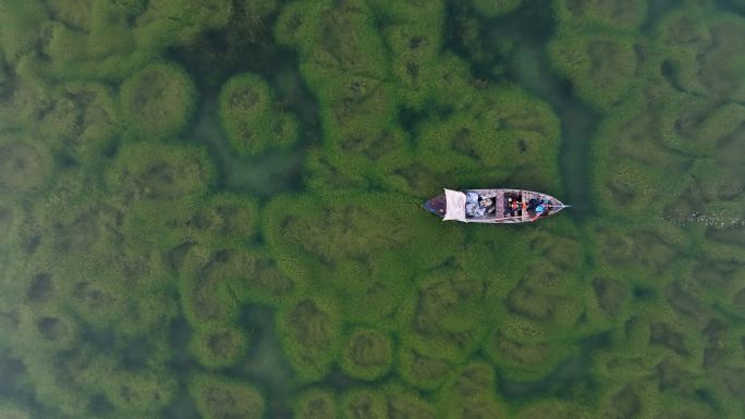 船与人一起在湖上航行的鸟瞰图，船穿过芦苇，人们乘船旅行，木船旅行，船上的人与芦苇和荷花在湖上，独木舟