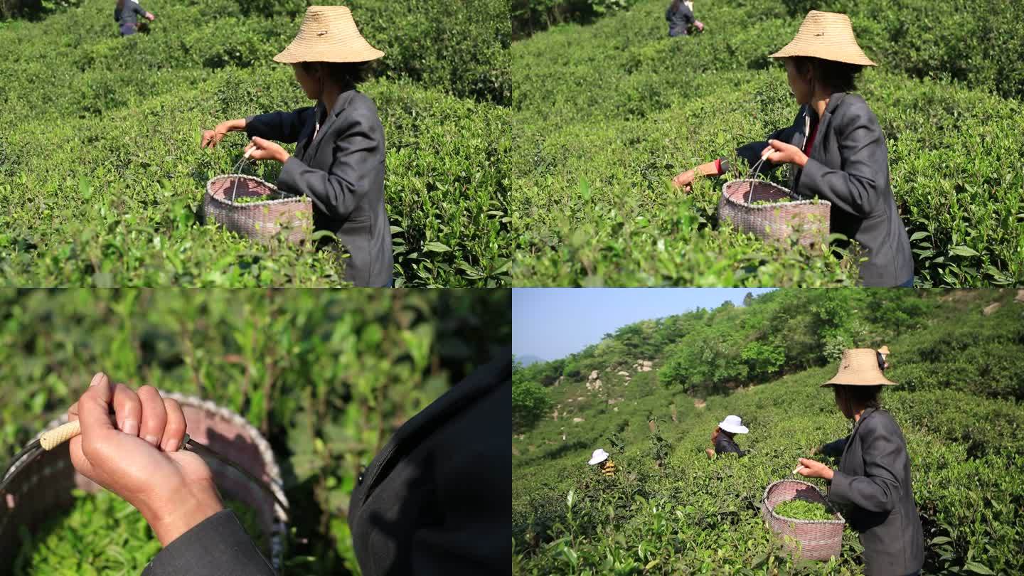 采茶 女工 茶山 茶叶