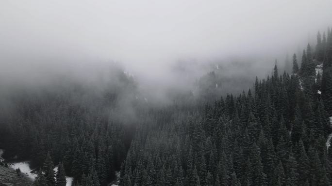 4K雪山松树迷雾广告宣传片